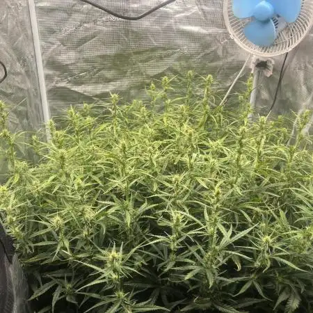 Pound Cake Hydrophonic