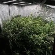 Cinderella Auto Hydrophonic