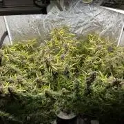 Cinderella Auto Hydrophonic