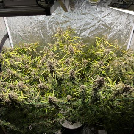 Cinderella Auto Hydrophonic