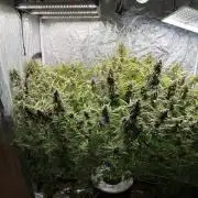Cinderella Auto Hydrophonic