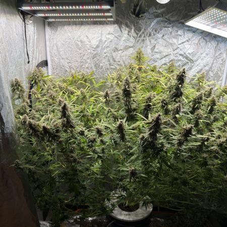 Cinderella Auto Hydrophonic