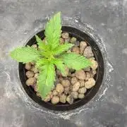 Banana Purple Punch