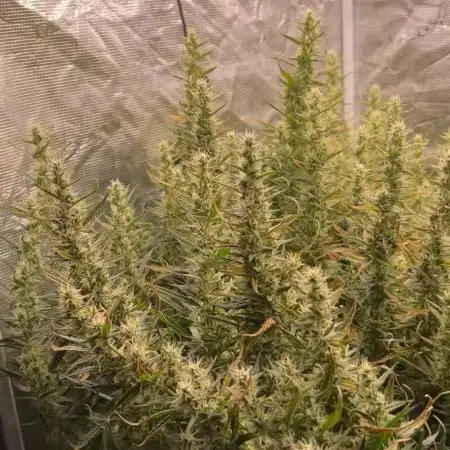 Pound Cake Hydrophonic