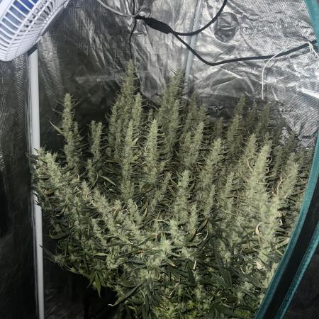 Pound Cake Hydrophonic