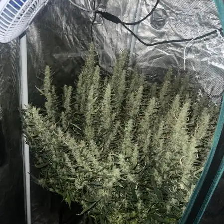 Pound Cake Hydrophonic