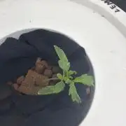 Super Limon Haze
