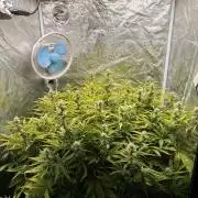 Hydrophonic Strawberry Pie