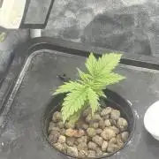 Hydrophonic Strawberry Pie