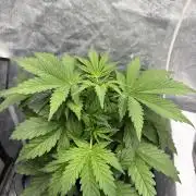 Hydrophonic Strawberry Pie