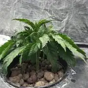 Banana Purple Punch