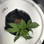 Super Limon Haze