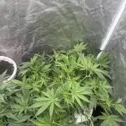 Cinderella Auto Hydrophonic