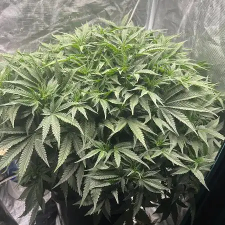 Pound Cake Hydrophonic