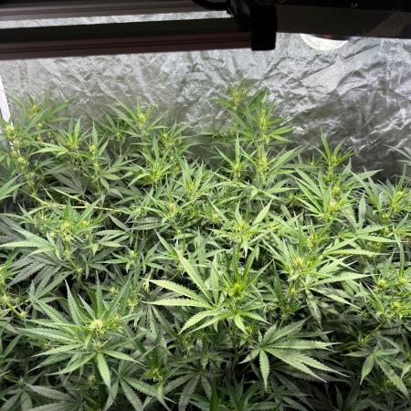 Cinderella Auto Hydrophonic