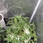 Cinderella Auto Hydrophonic