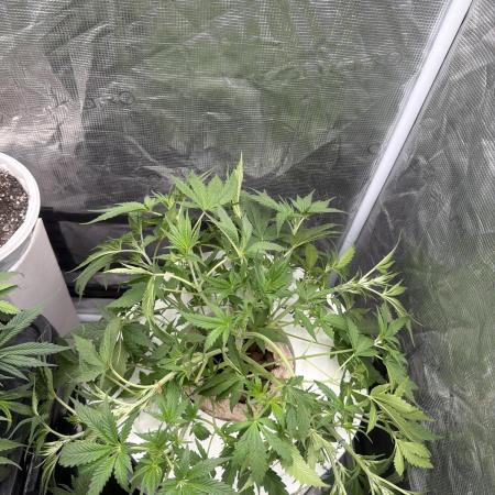 Cinderella Auto Hydrophonic