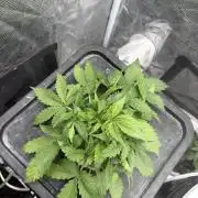 Blue Dream Hydrophonic