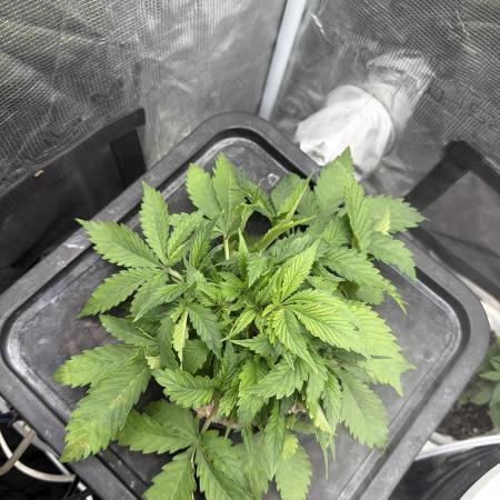 Blue Dream Hydrophonic