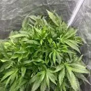 Banana Purple Punch