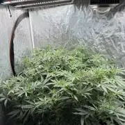 Cinderella Auto Hydrophonic