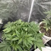 Blue Dream Hydrophonic