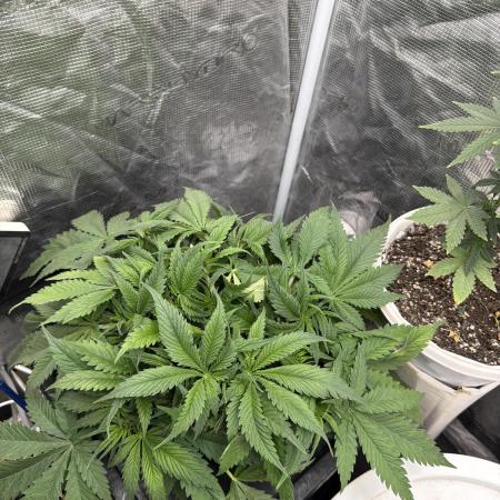 Blue Dream Hydrophonic