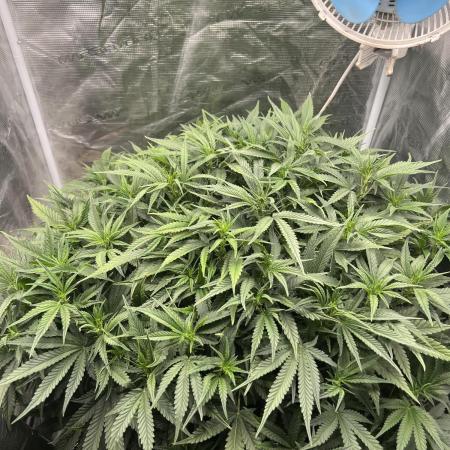 Pound Cake Hydrophonic