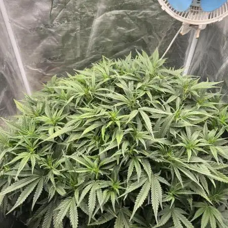 Pound Cake Hydrophonic