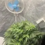 Pound Cake Hydrophonic