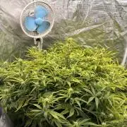 Hydrophonic Strawberry Pie