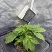 Hydrophonic Strawberry Pie