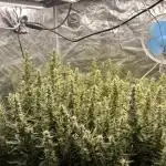 Pound Cake Hydrophonic