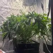 Banana Purple Punch