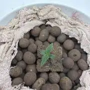 Cinderella Auto Hydrophonic