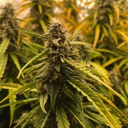 Hyperion F1 - Shallow Water Culture