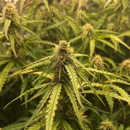 Hyperion F1 - Shallow Water Culture