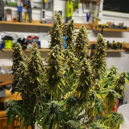 Hyperion F1 - Shallow Water Culture