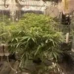 Hyperion F1 - Shallow Water Culture