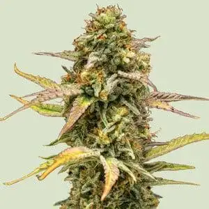 Hyperion F1 - Shallow Water Culture