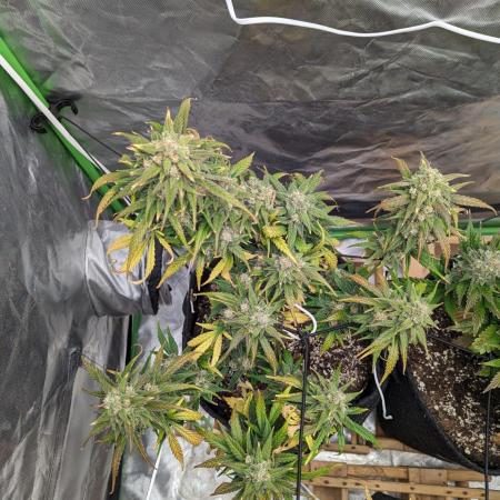 When she's Sweet but also a hard hitter - [42FB Auto] Gorilla Strawberry