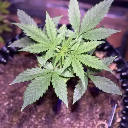 Auto Lemon Kix®️