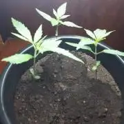 Brazillian manga rosa