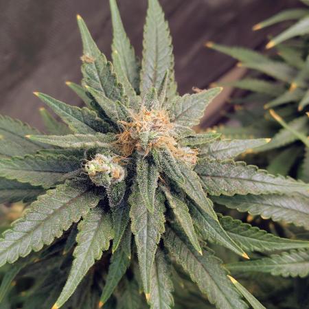 eternity grow cup 2026