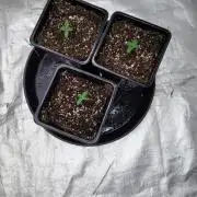 ganja farmer 1