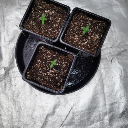 ganja farmer 1