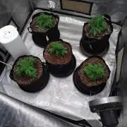 eternity grow cup 2026