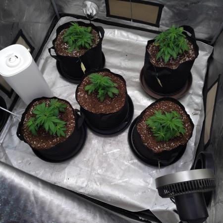 eternity grow cup 2026