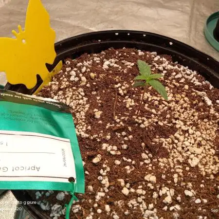 ganja farmer 1