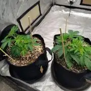 ganja farmer 1